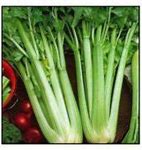 Image result for Ovoce a Zelenina