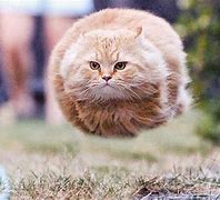 Image result for Flying Fat Cat Meme