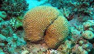 Image result for coral�frro