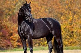 Image result for Black and White Thoroughbred Horse