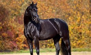 Image result for Black Thoroughbred Horse Racing