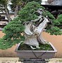 Image result for Most Expensive Bonsai Tree
