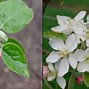 Image result for Pink Pearl Apple Trees Scab