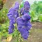 Image result for Aconitum carmichaelii Arendsii