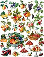 Image result for Fruit Collage Art