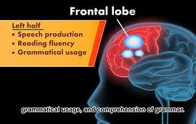Image result for Brain Activity While Reading
