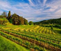 Image result for Vineyard Photos Free