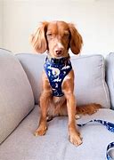Image result for Fetch Pet Harness