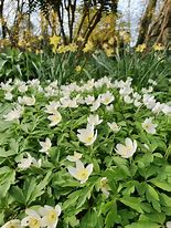 Image result for Anemone nemorosa Alba 1J