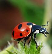 Image result for Poison Insects