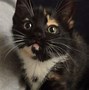 Image result for Cat Collage
