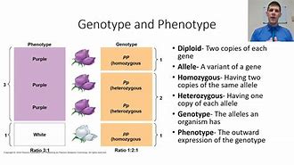 Image result for genotype