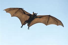Image result for Is Bat a Mammal