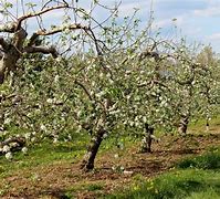 Image result for Apple Tree Farm Black and White