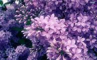 Image result for Lilac Aesthetic Wallpaper