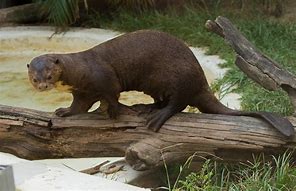 Image result for Giant Brazilian Otter