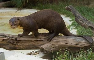 Image result for Brazil Giant Otter