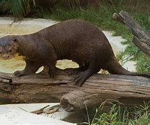 Image result for Brazilian Otter