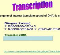 Image result for Protein Folding Animation