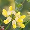 Image result for coronilla