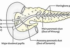 Image result for Accessory Pancreatic Duct