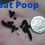 Image result for What Does Bat Poop Look Like