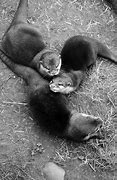 Image result for White Baby Sea Otters