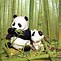 Image result for Head Panda Animation