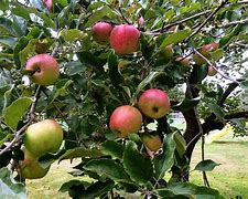 Image result for Snapdragon Apple Tree