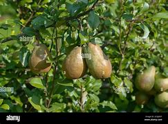 Image result for Pyrus communis Jeanne dArc