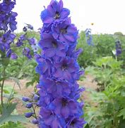 Image result for Delphinium Blue Bird (Pacific-Giant-Group)