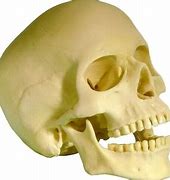 Image result for Human Skull Replica