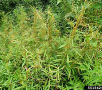 Image result for cuscuta