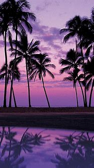 Image result for Aesthetic Palm Tree Sunset