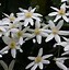 Image result for Clematis paniculata