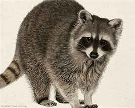 Image result for Raccoon Drawing Wallpaper