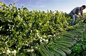 Image result for Agricultor De Granja