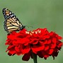 Image result for Monarch Butterfly Wallpaper