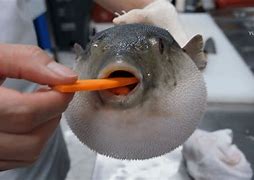 Image result for Eating Fish Meme