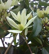Image result for Evergreen Clematis