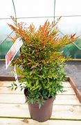 Image result for Nandina domestica