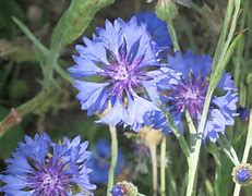 Image result for centaurea_cyanus