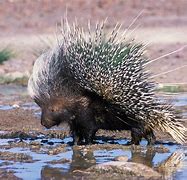 Image result for African Porcupine