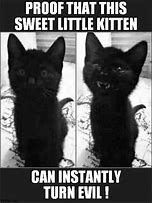 Image result for Evil Kitten Meme