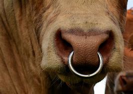 Image result for Bull with Nose Ring