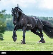 Image result for Gypsy Vanner Horses Running