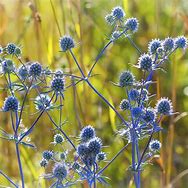 Image result for Eryngium planum