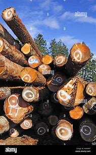 Image result for Timber Yard Canda Lunmber