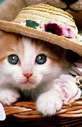 Image result for Cats and Kittens