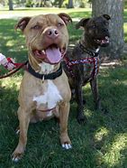 Image result for Pit Bull Rescue Dogs